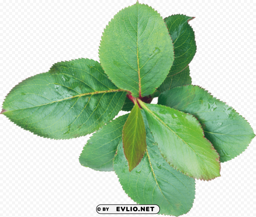 PNG image of green leaves Isolated Item on Clear Background PNG with a clear background - Image ID 9cfbe3da