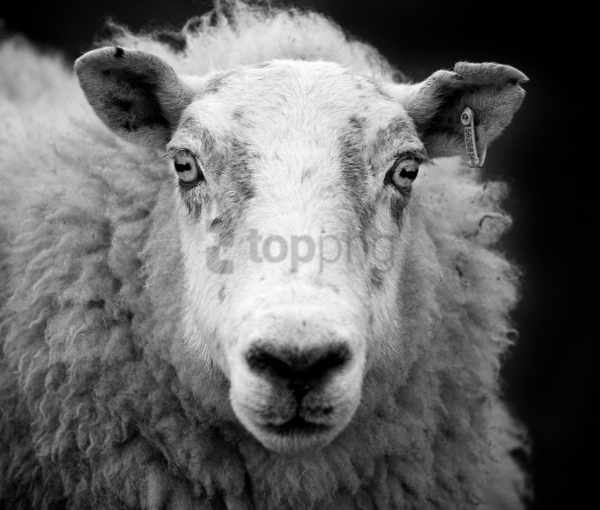 white sheep black sheep HighQuality Transparent PNG Isolated Graphic Element