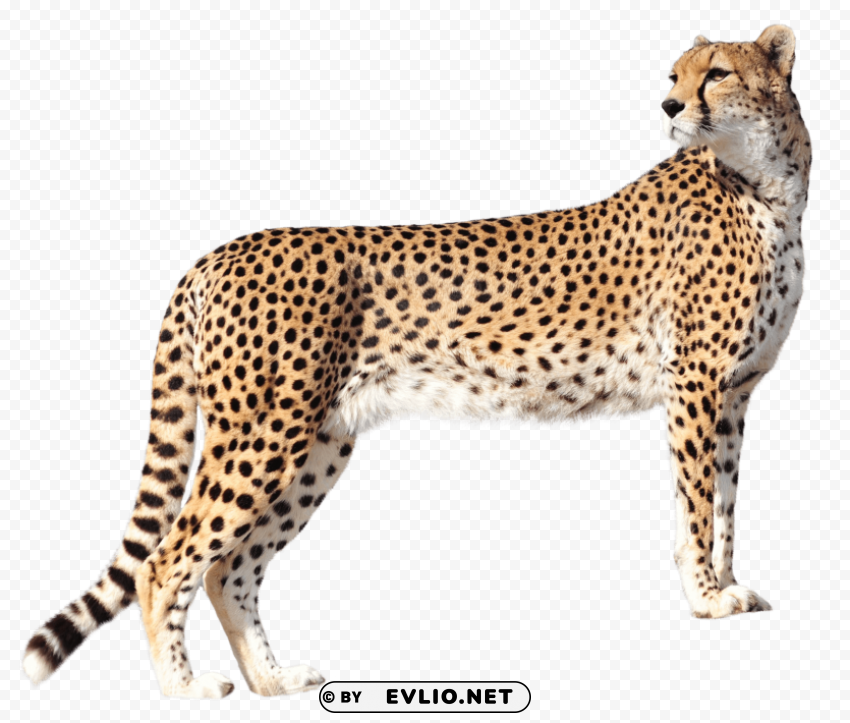 Cheetah Transparent Cutout PNG Isolated Element