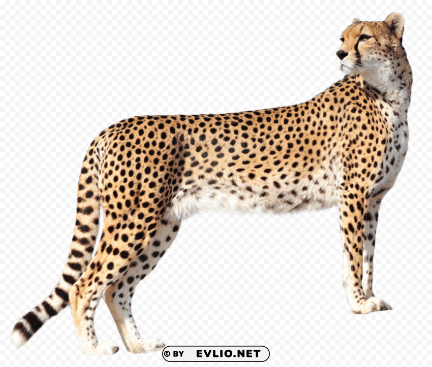 Cheetah Isolated Design In Transparent Background PNG