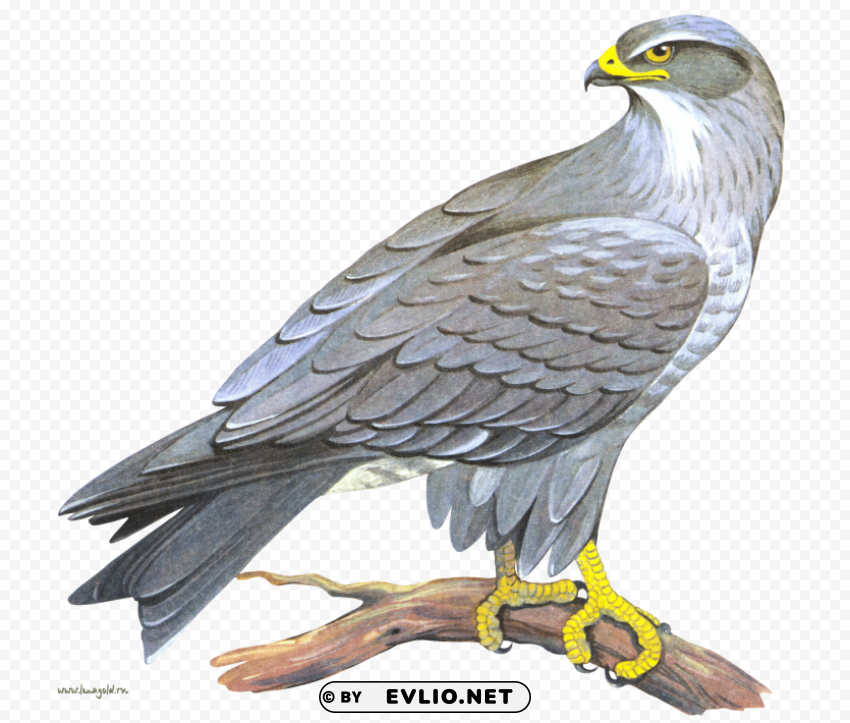 falcon PNG transparent photos vast collection