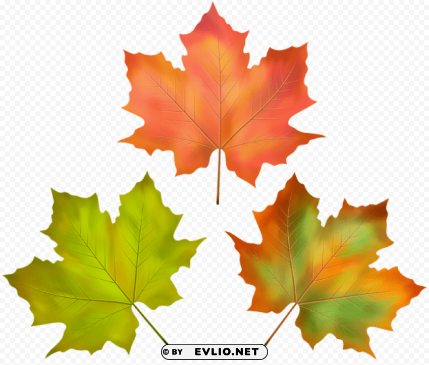 fall leaves Transparent PNG images set