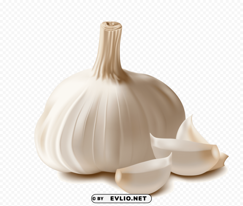 garlic PNG files with transparent canvas extensive assortment clipart png photo - 7614896f