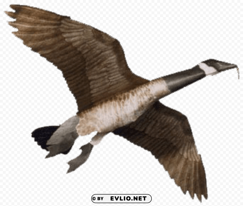 goose HighResolution PNG Isolated on Transparent Background