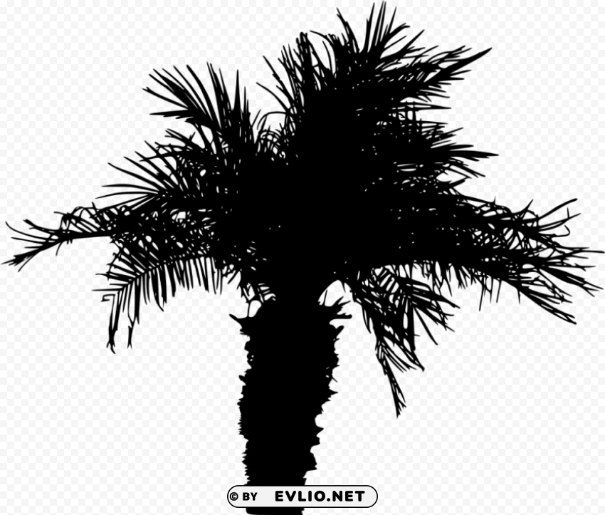 Palm Tree Silhouette Clear Background Isolated PNG Graphic