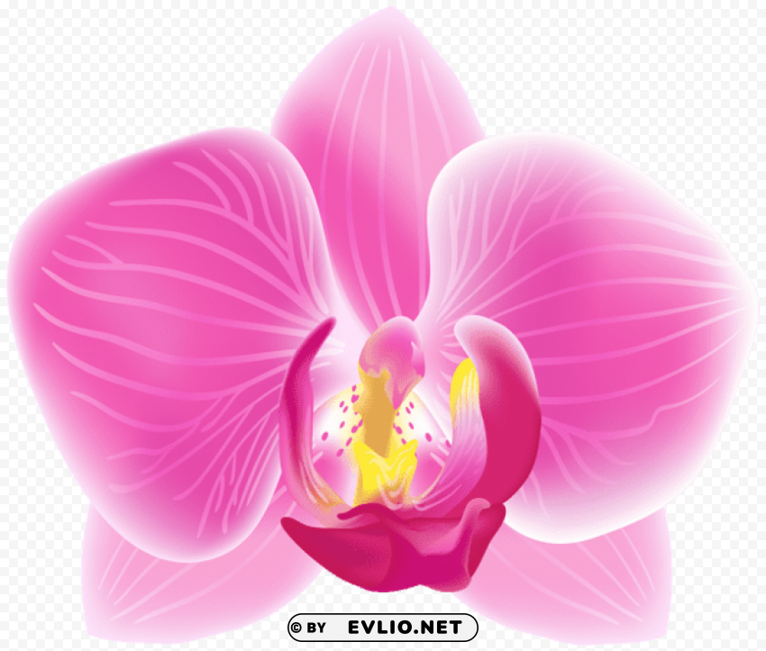 pink moth orchid transparent PNG with Isolated Object and Transparency