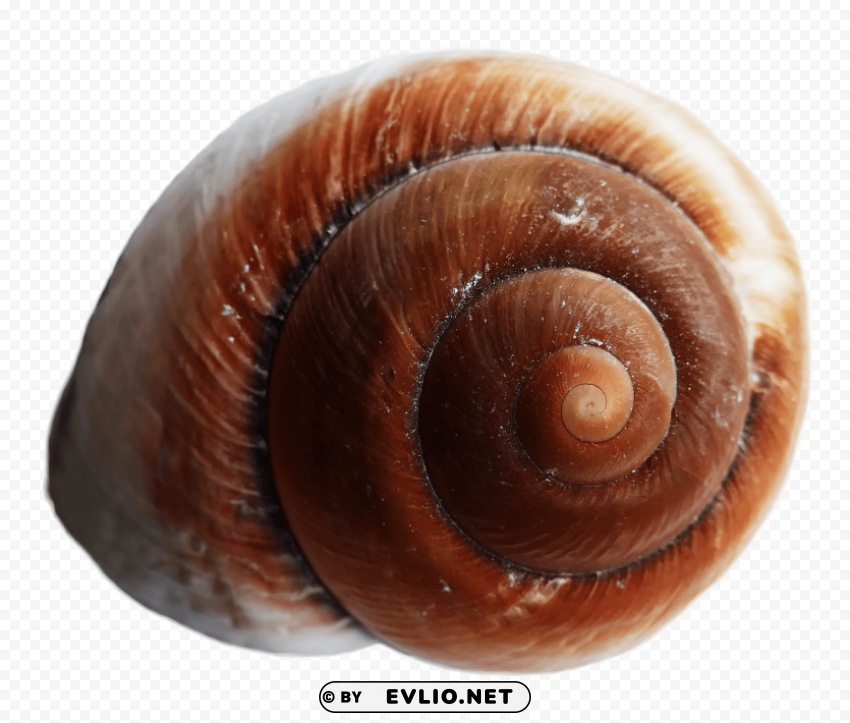 sea ocean shell PNG images for editing