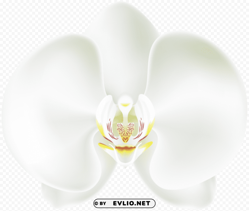 white orchid Transparent Background Isolation in PNG Format
