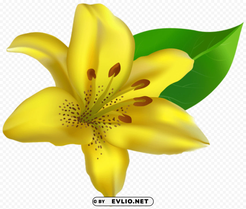 Yellow Lilium PNG Transparent Photos Library