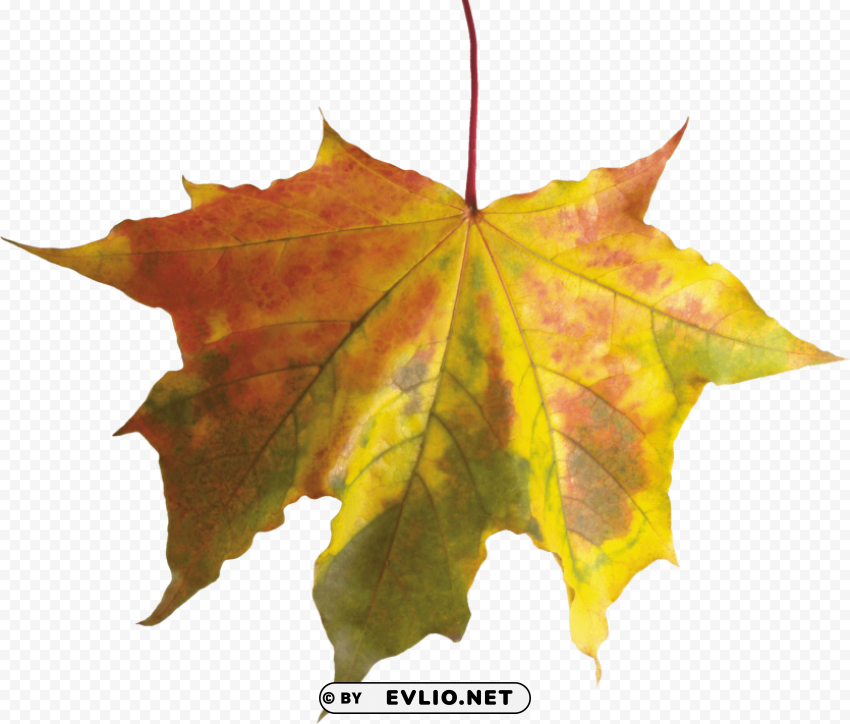 autumn leaves PNG transparent images extensive collection