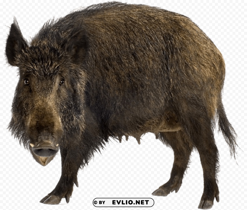 boar Isolated Icon on Transparent PNG