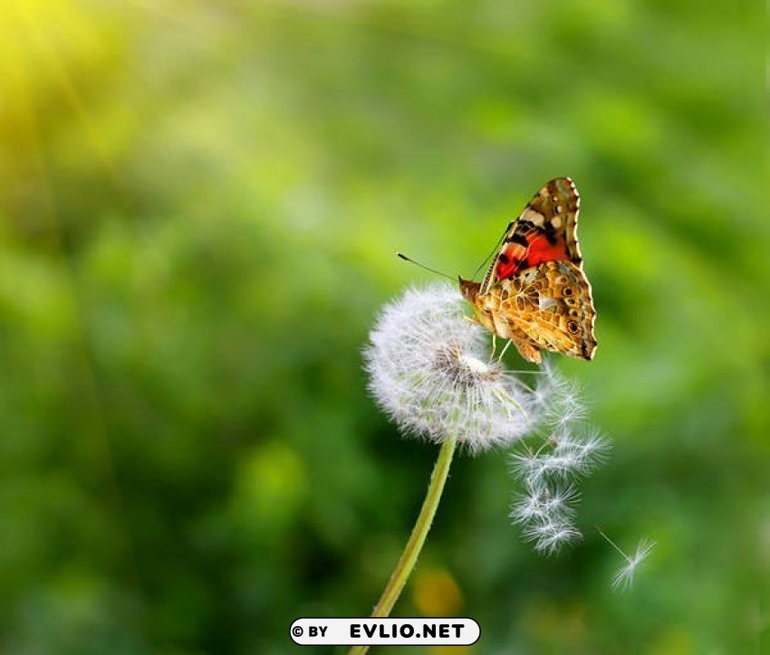 butterfly on dandelion Free transparent PNG