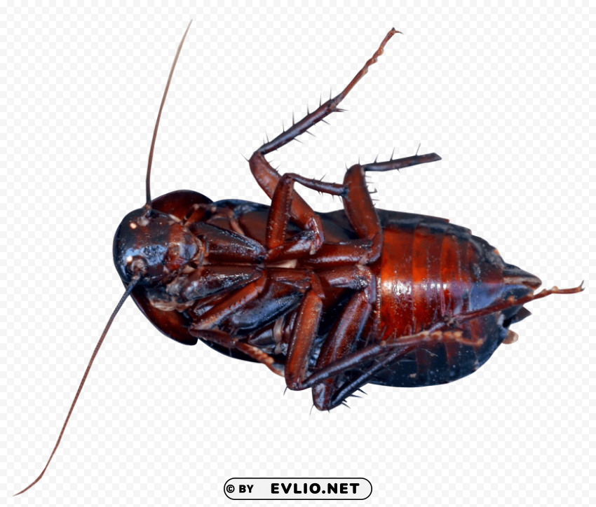 cockroach PNG graphics for presentations