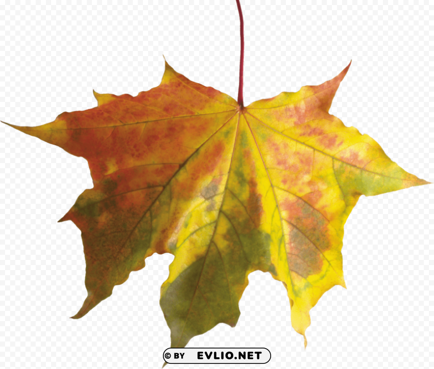 colorful leaf HighResolution PNG Isolated Illustration