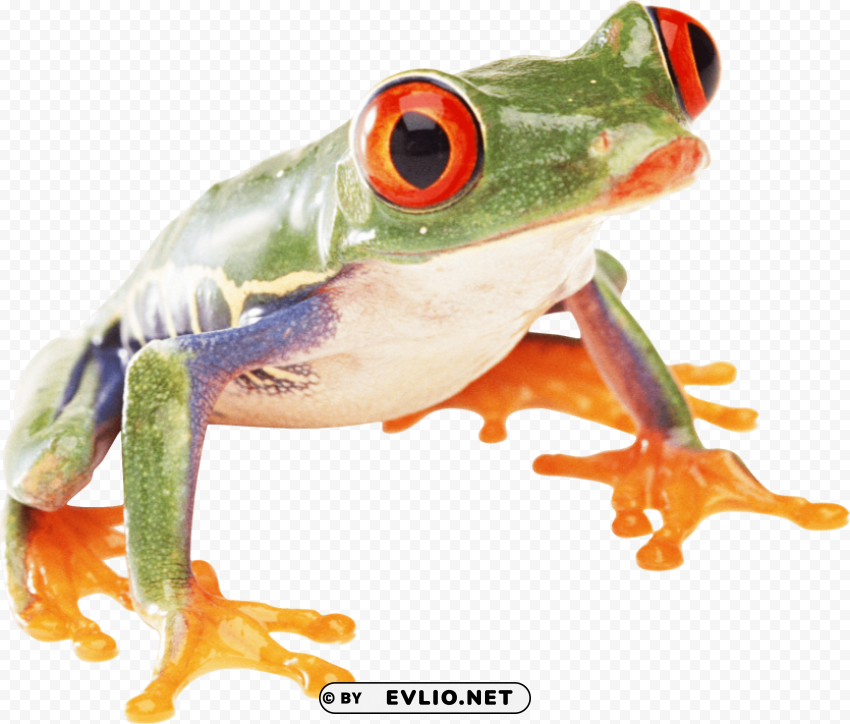 frog Isolated Subject on HighQuality Transparent PNG
