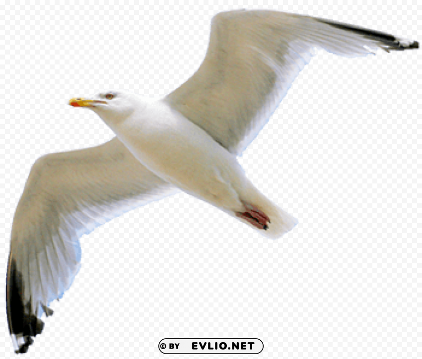 gull Isolated Element with Transparent PNG Background