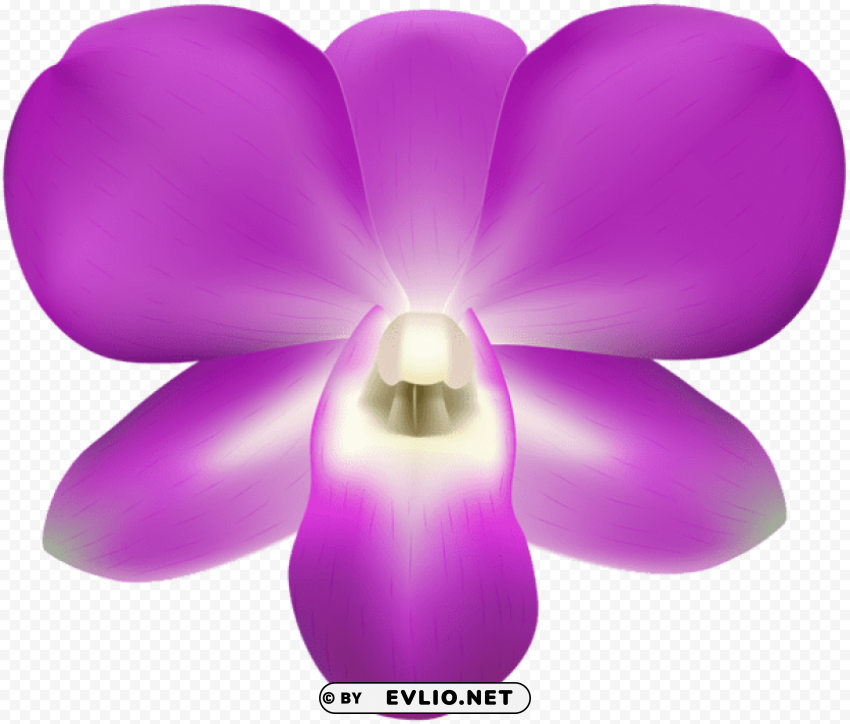 orchid decorative Transparent Cutout PNG Isolated Element