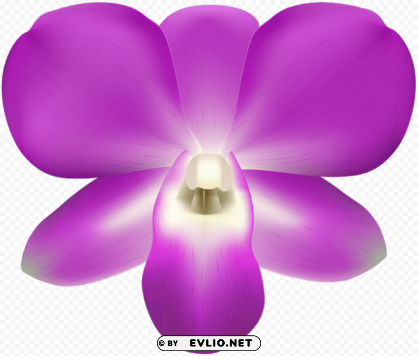 Orchid Decorative Transparent Cutout PNG Isolated Element