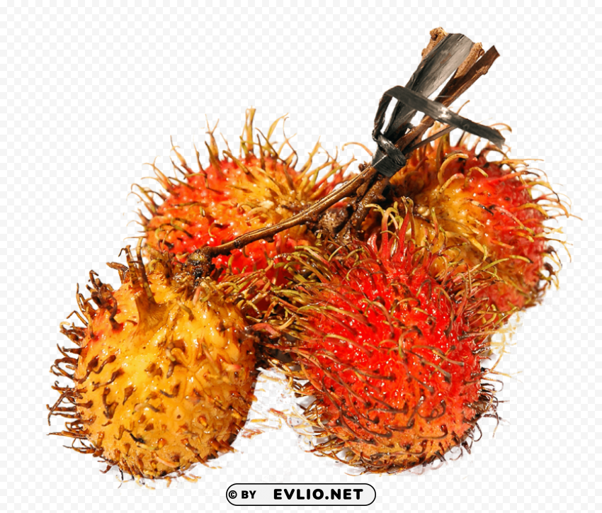 Rambutan Isolated PNG Element with Clear Transparency