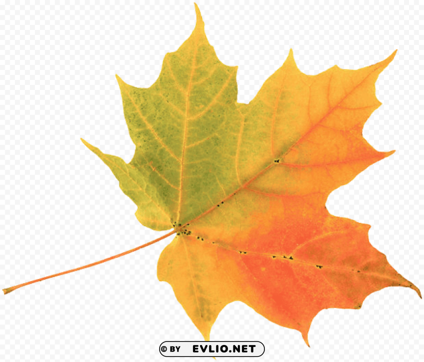 Autumn Leaf Transparent PNG Isolated Object Design