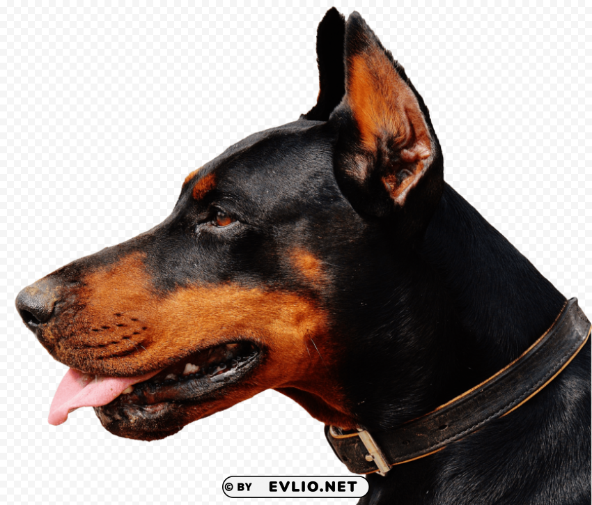 Doberman Dog PNG with Isolated Object and Transparency