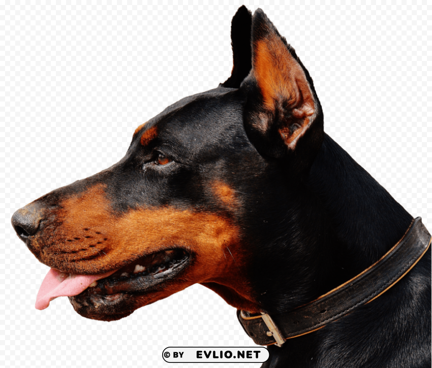 Doberman Dog PNG With Isolated Object And Transparency