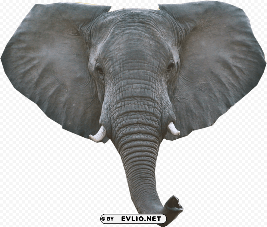 elephant head pictures CleanCut Background Isolated PNG Graphic