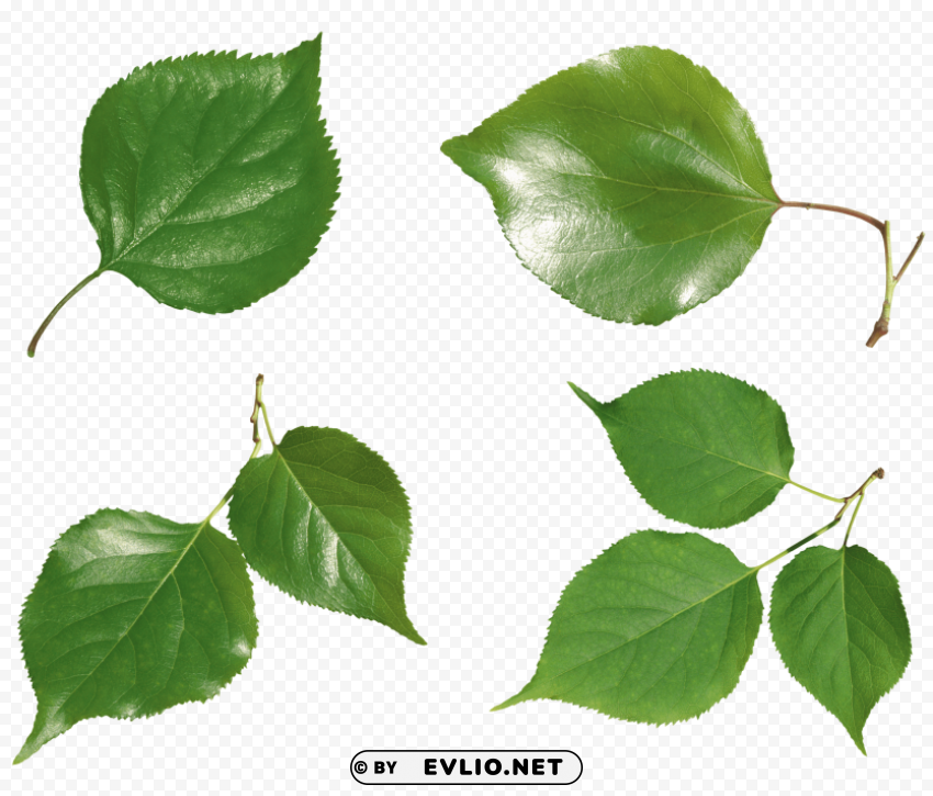 green leaves Isolated PNG Element with Clear Transparency
