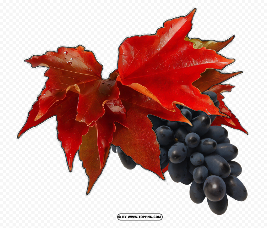 Red vine leaves with grapes without background Isolated Illustration on Transparent PNG