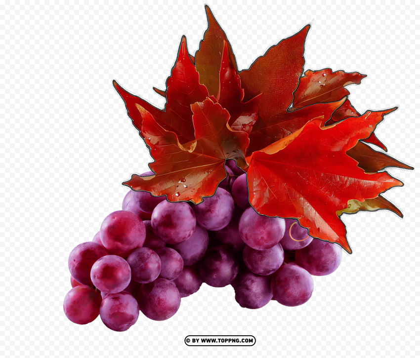 Vine red grapes without Isolated Illustration with Clear Background PNG