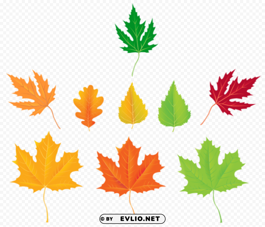 autumn leaves collection Transparent Background PNG Isolated Graphic