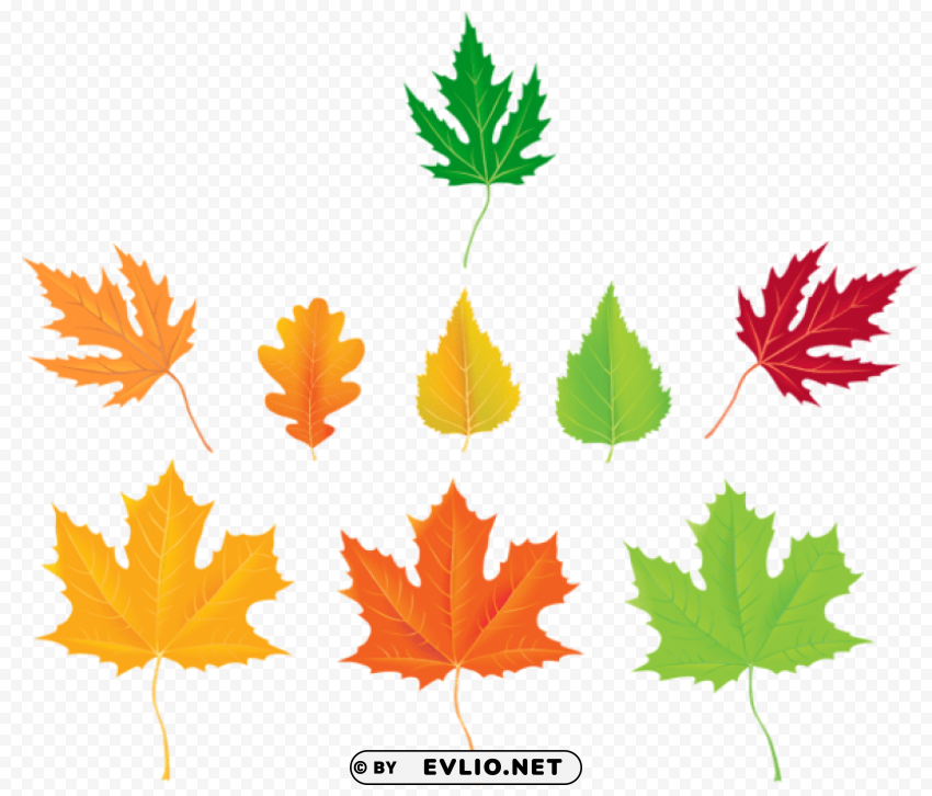 Autumn Leaves Collection Transparent Background PNG Isolated Graphic