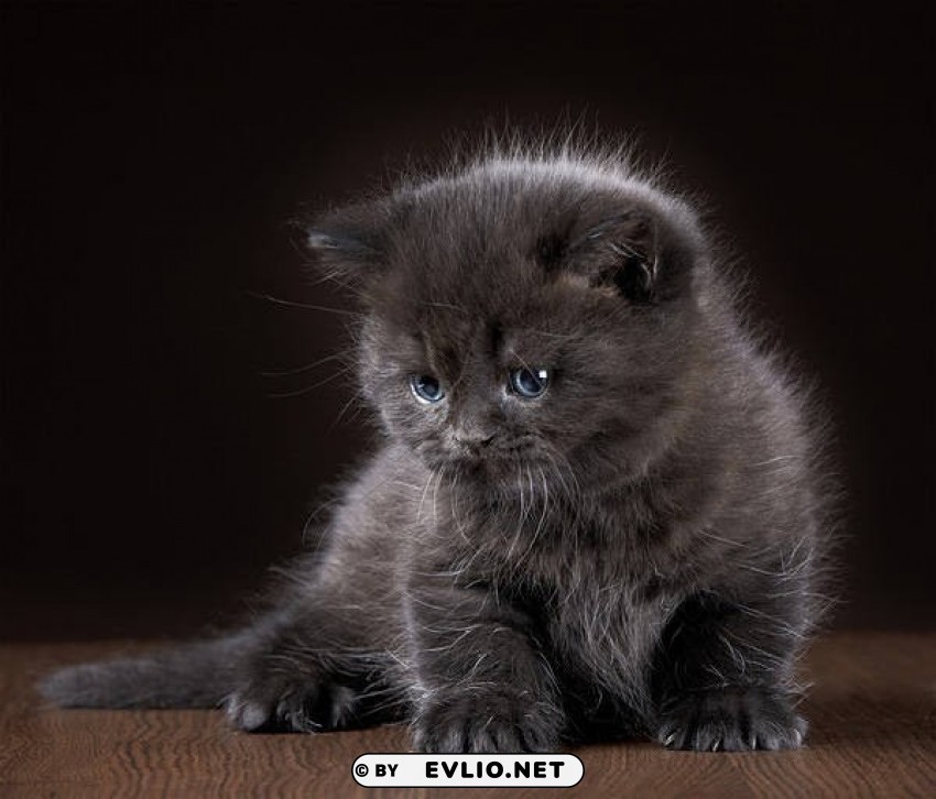 Cute Grey Kitten PNG Images With No Background Necessary