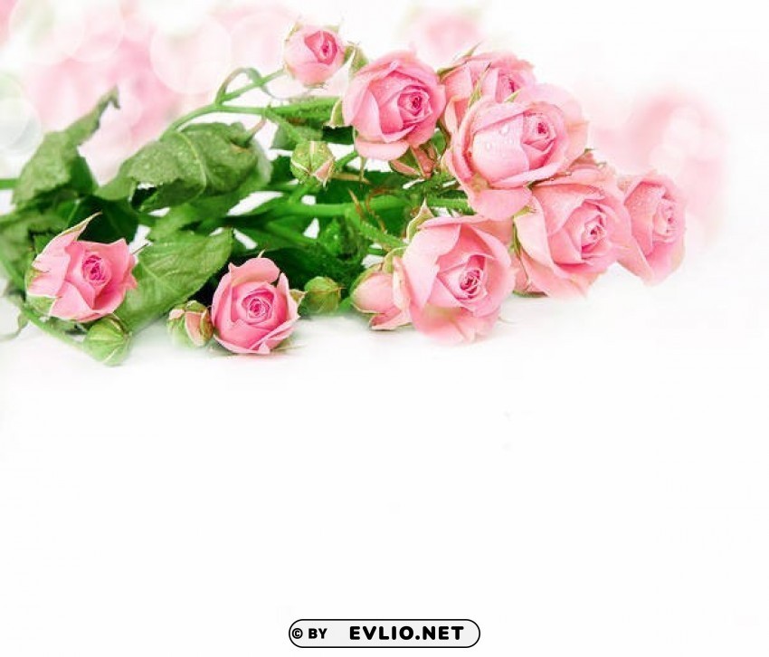 delicate pink roses Transparent PNG Object with Isolation