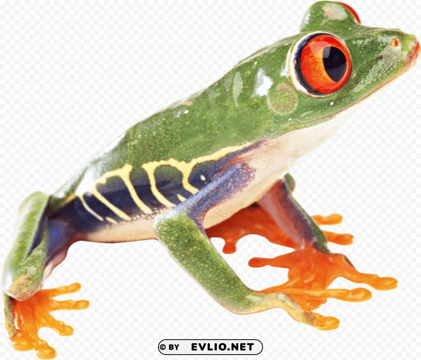 frog PNG artwork with transparency