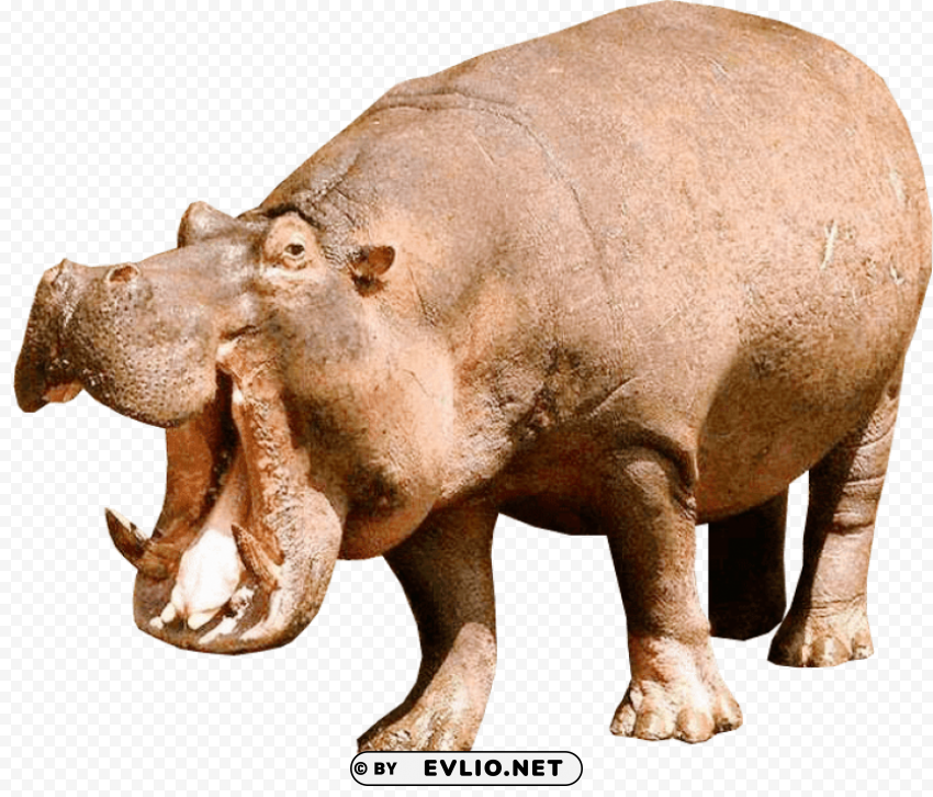 hippopotamus left PNG Graphic with Isolated Transparency