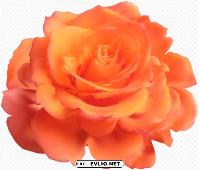 orange rose PNG Image with Transparent Isolated Design