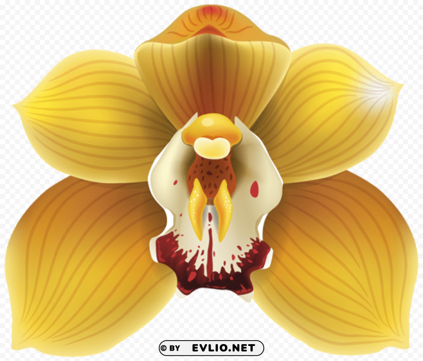 orchid transparent PNG photo with transparency