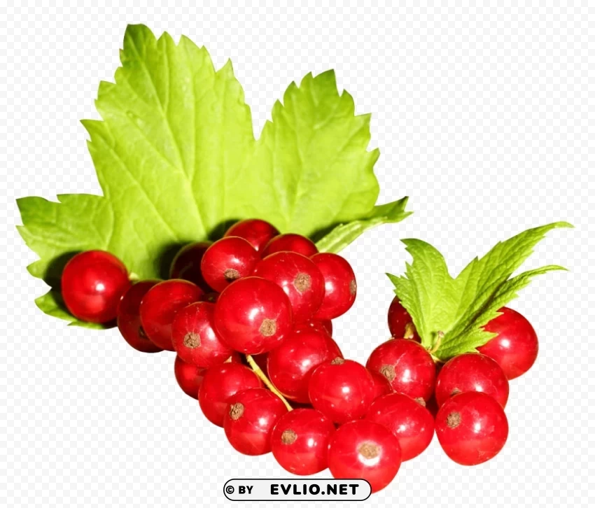 Redcurrant Isolated Item with Clear Background PNG