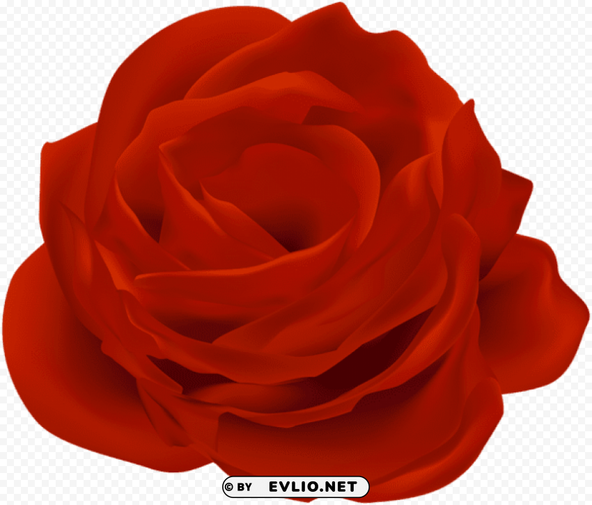 Rose Red PNG Photo With Transparency