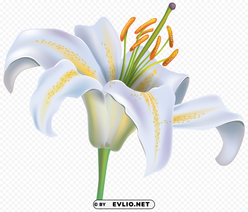 white lily flower image PNG transparent photos library