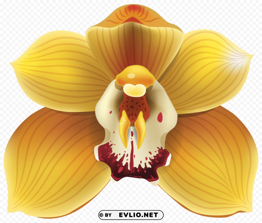 yellow orchid PNG transparent vectors