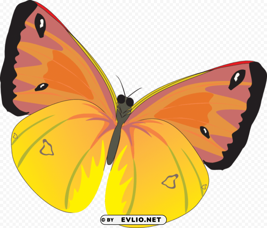 Butterfly Isolated Graphic On Clear Transparent PNG