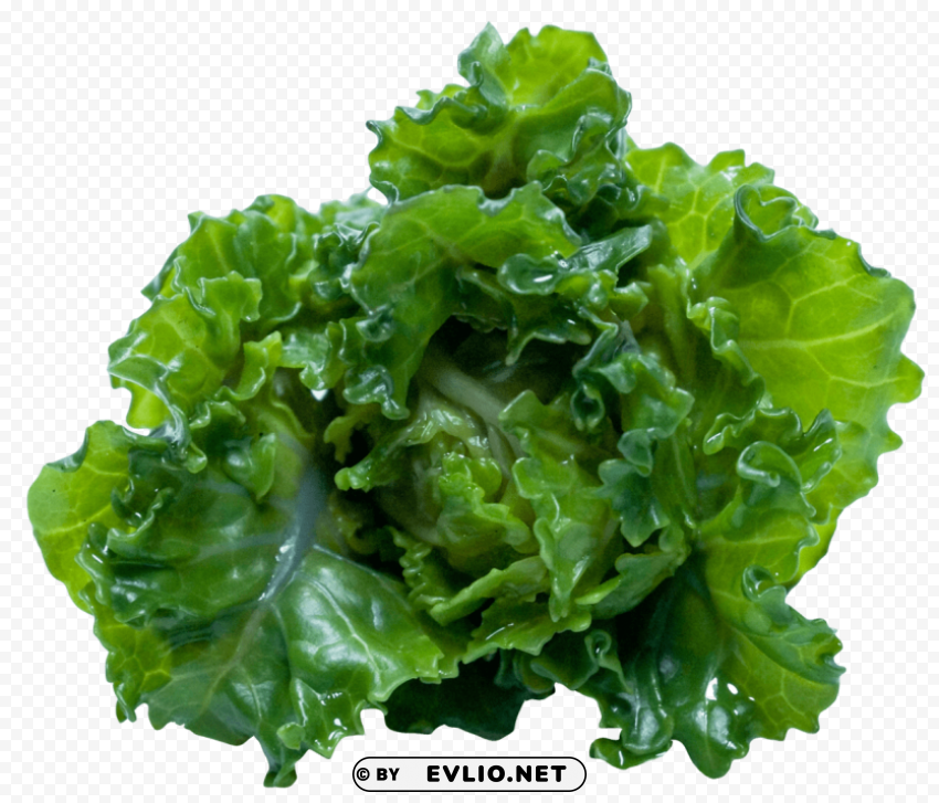 kale Free PNG images with alpha channel variety