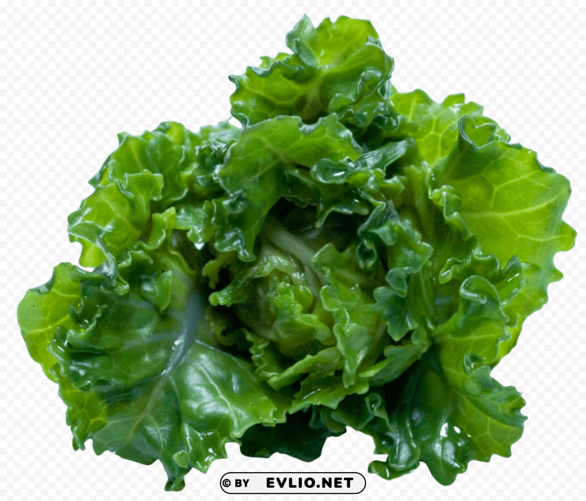 Kale Free PNG Images With Alpha Channel Variety