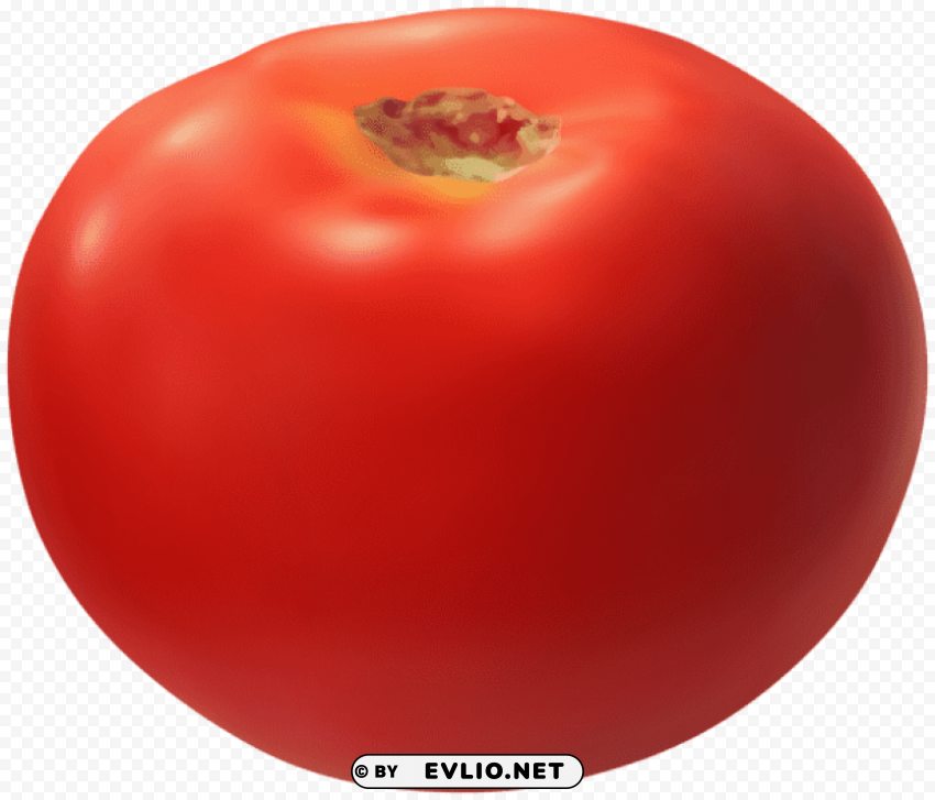 realistic tomato Transparent PNG illustrations