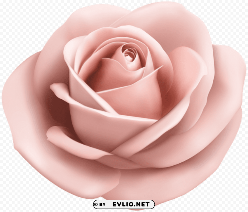 rose soft peach transparent CleanCut Background Isolated PNG Graphic