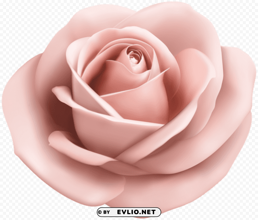 Rose Soft Peach Transparent CleanCut Background Isolated PNG Graphic