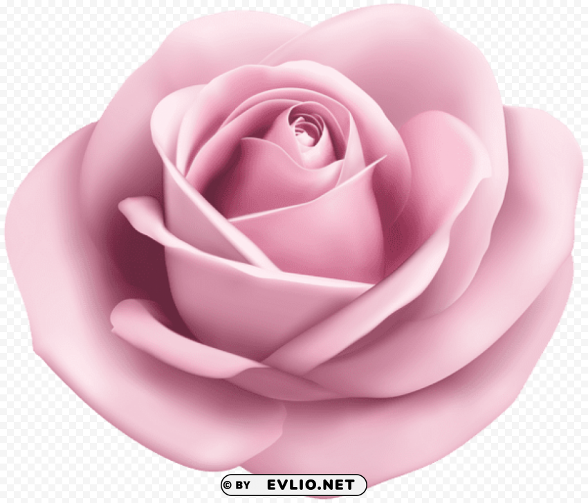 rose soft pink transparent Clean Background Isolated PNG Graphic