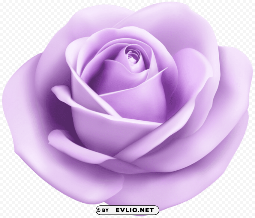 rose soft puprle transparent Clean Background Isolated PNG Image
